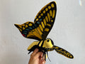 Swallowtail Puppet