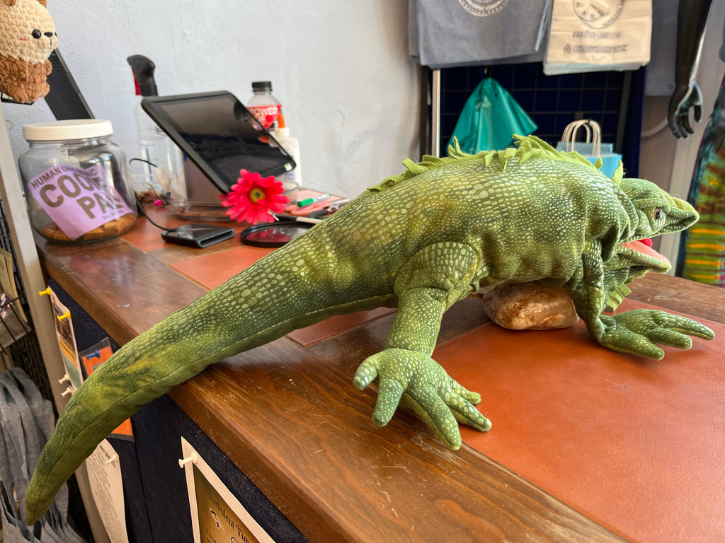 Iguana