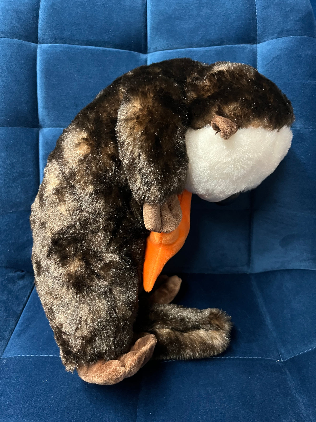 Sea Otter with Star