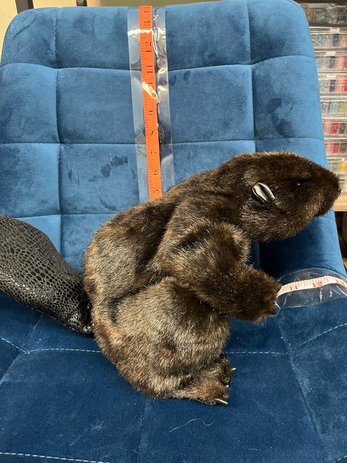 Beaver