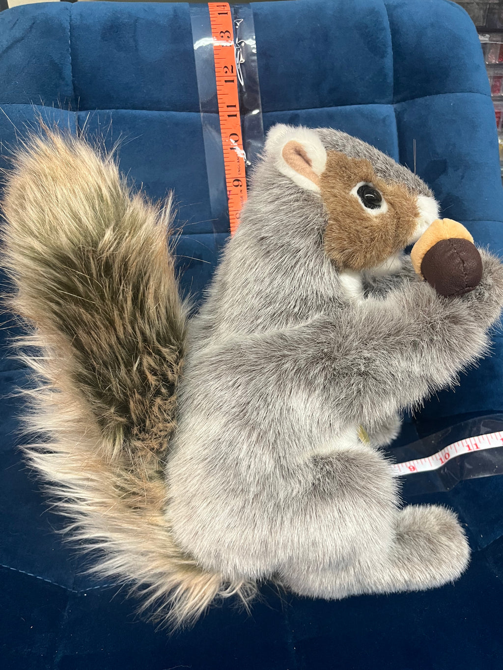 Gray Squirrel