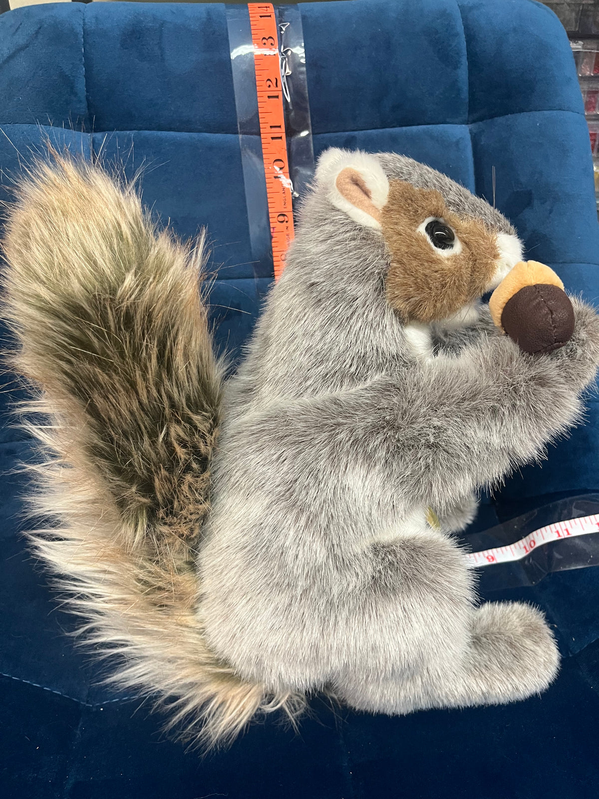Gray Squirrel