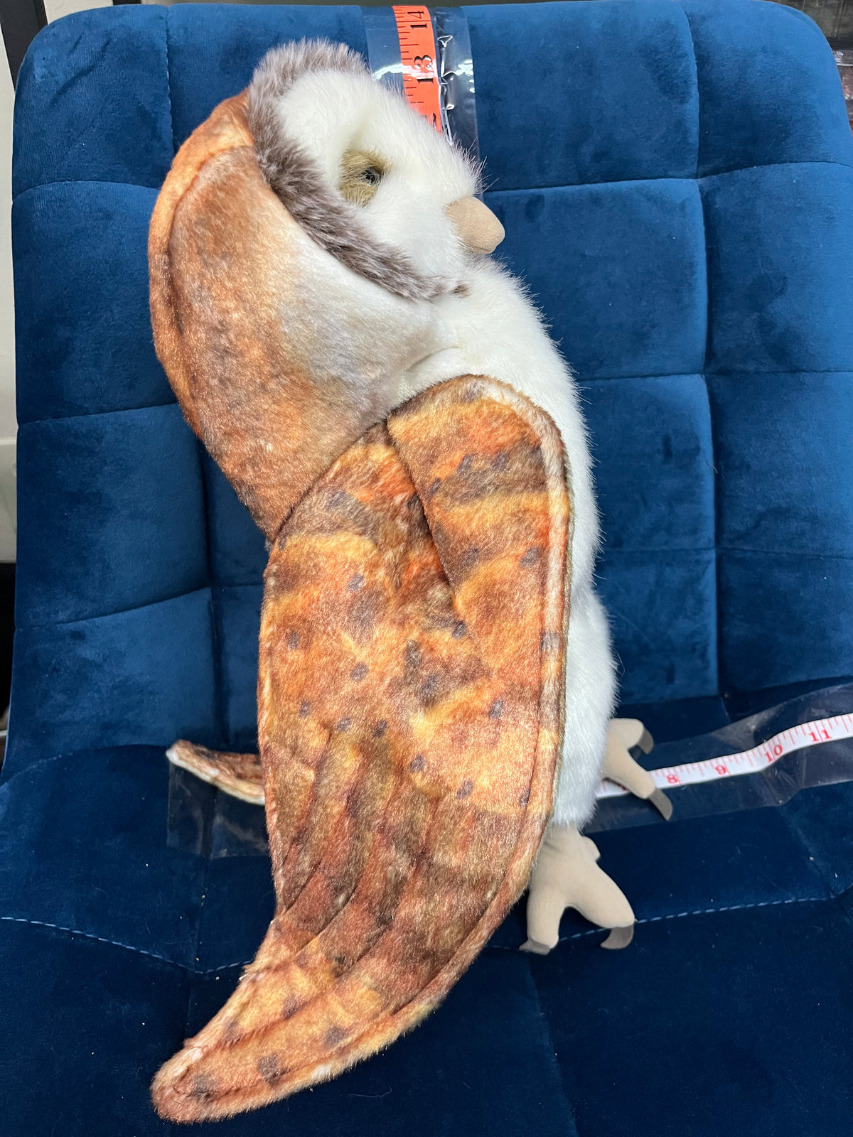 Barn Owl