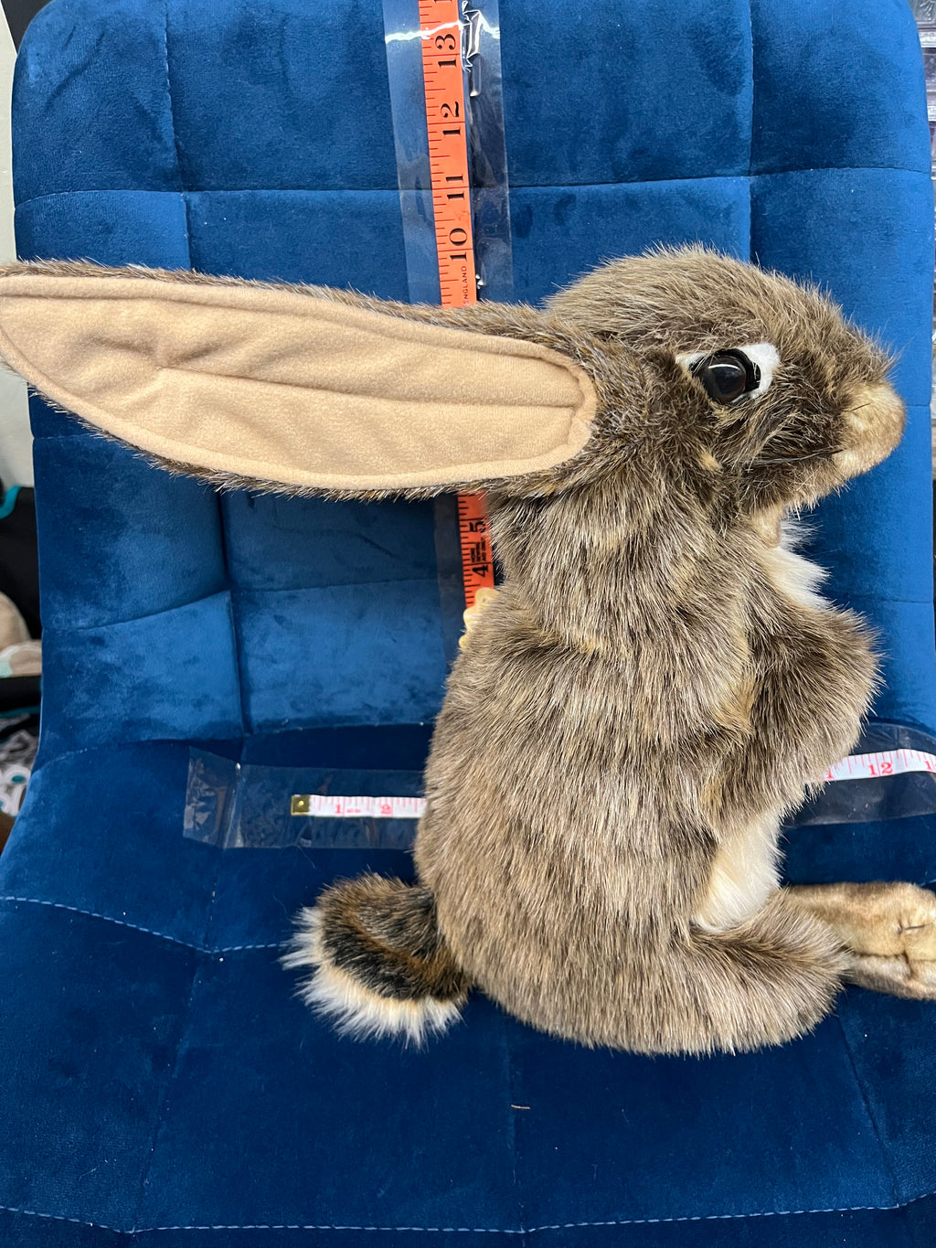Jack Rabbit