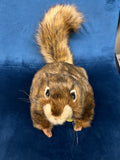 Red Squirrel