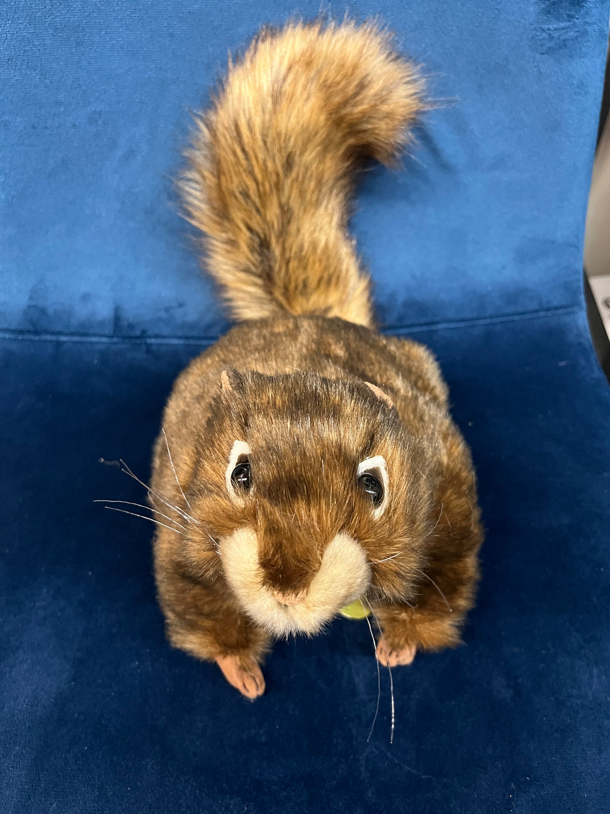 Red Squirrel