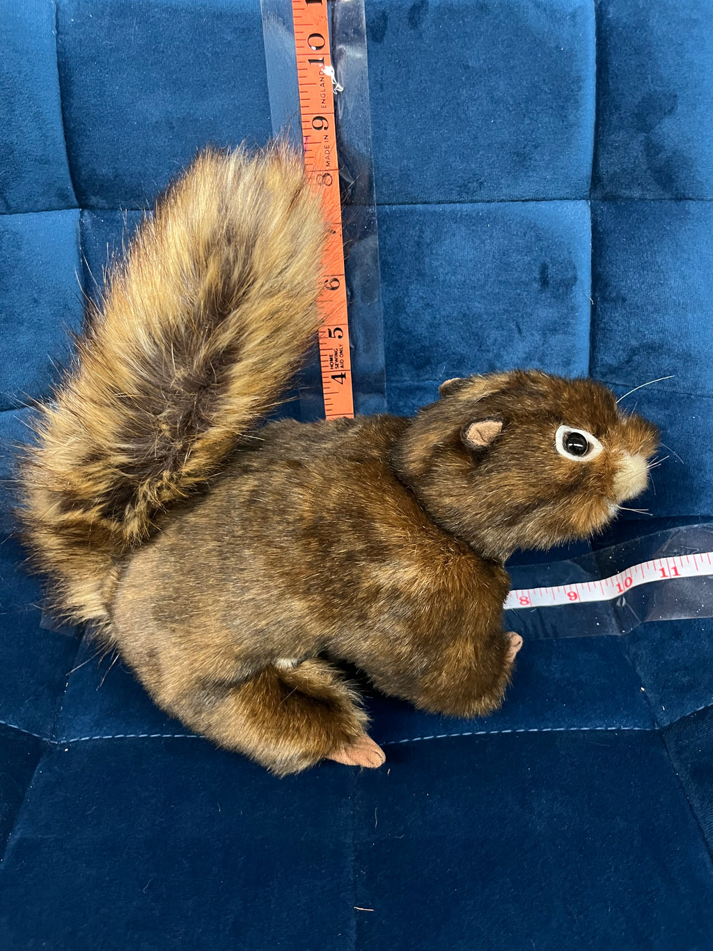 Red Squirrel