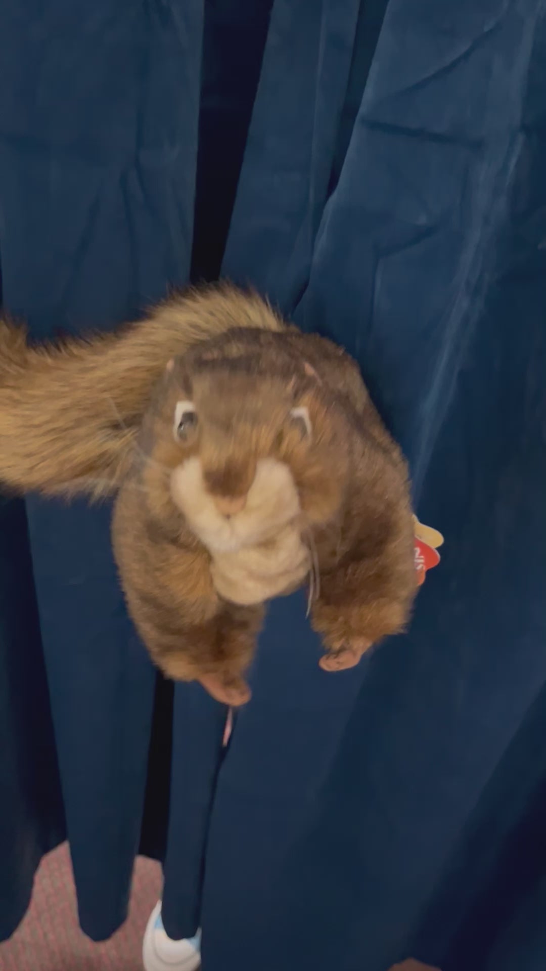 Red Squirrel