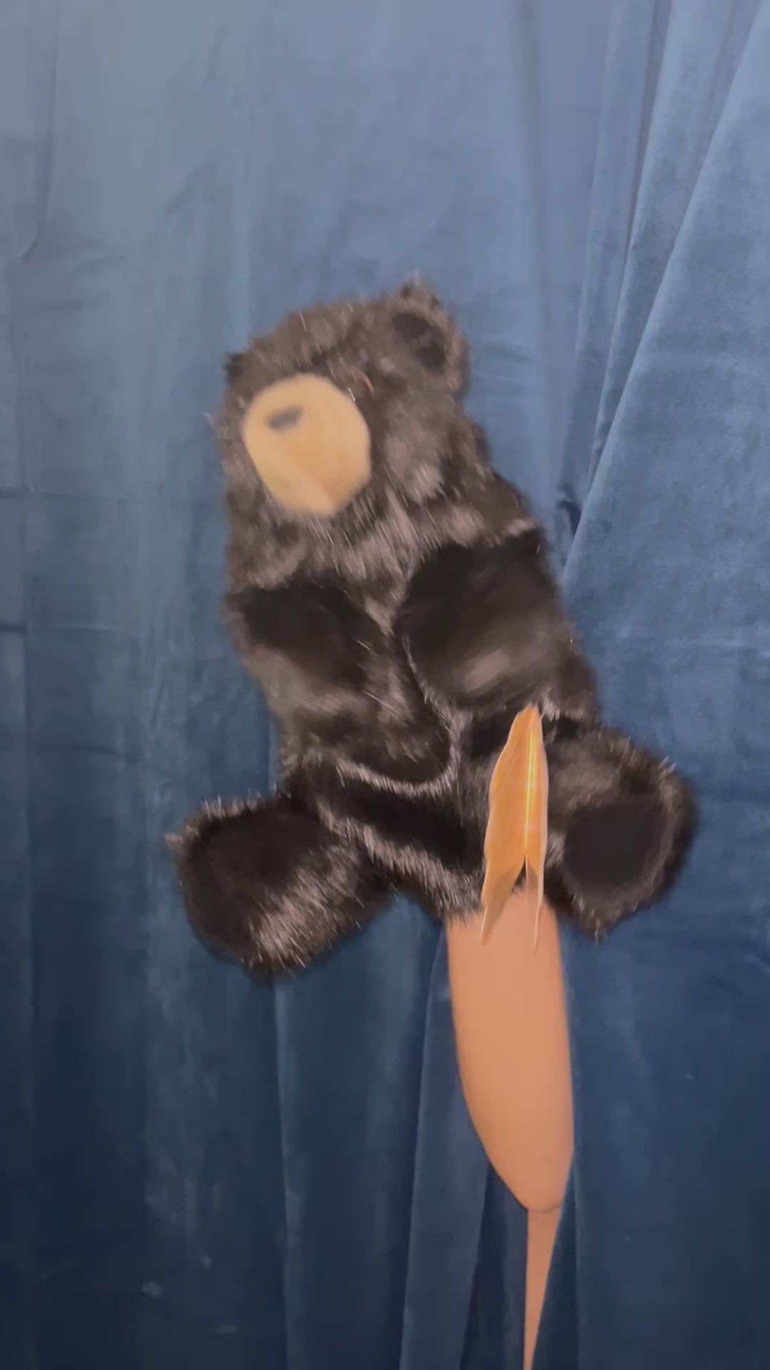 Baby Black Bear