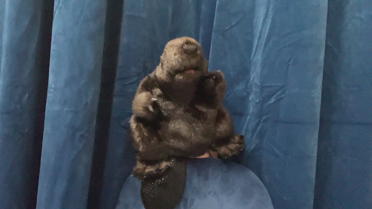 Beaver