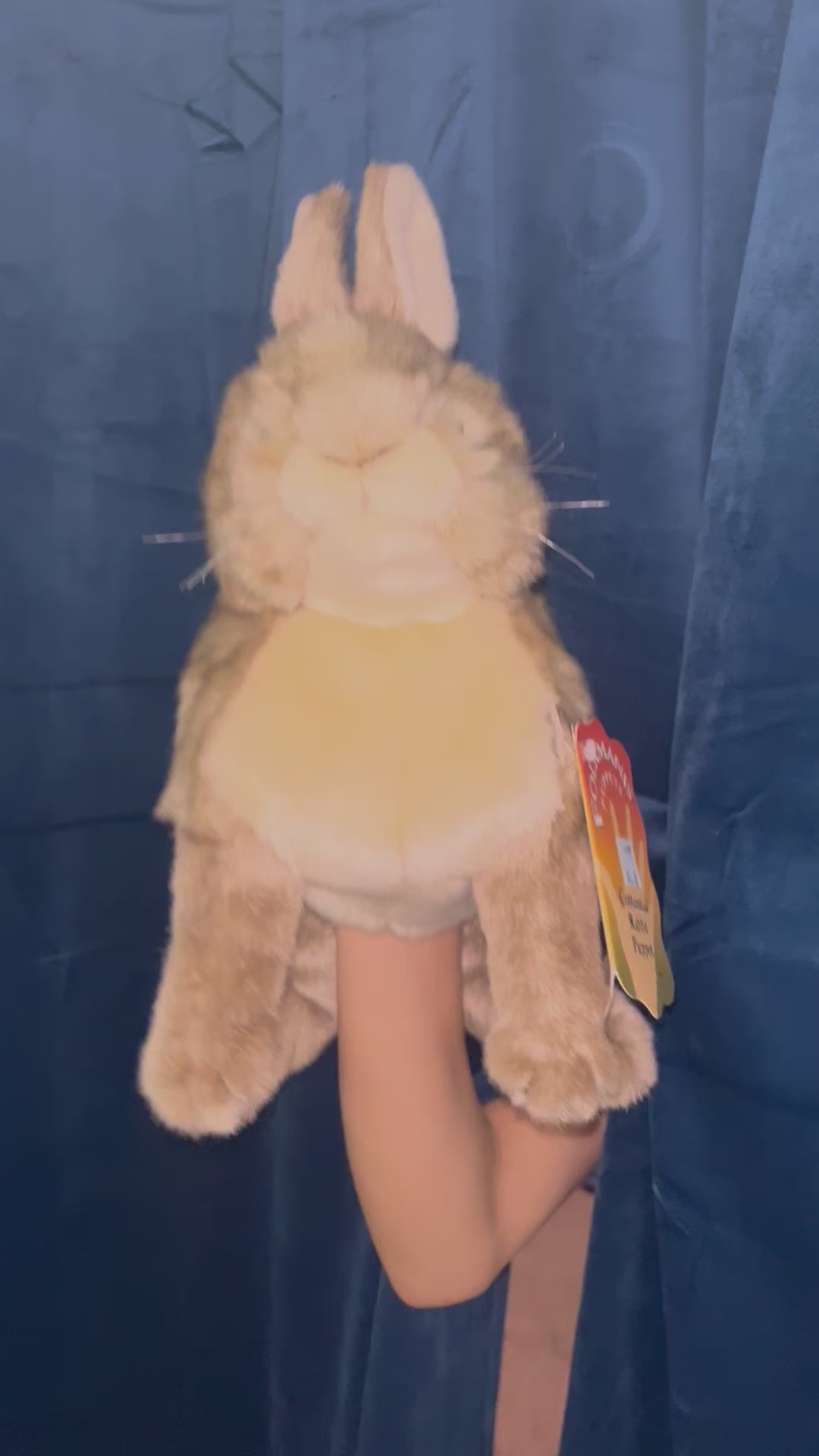Cottontail Rabbit