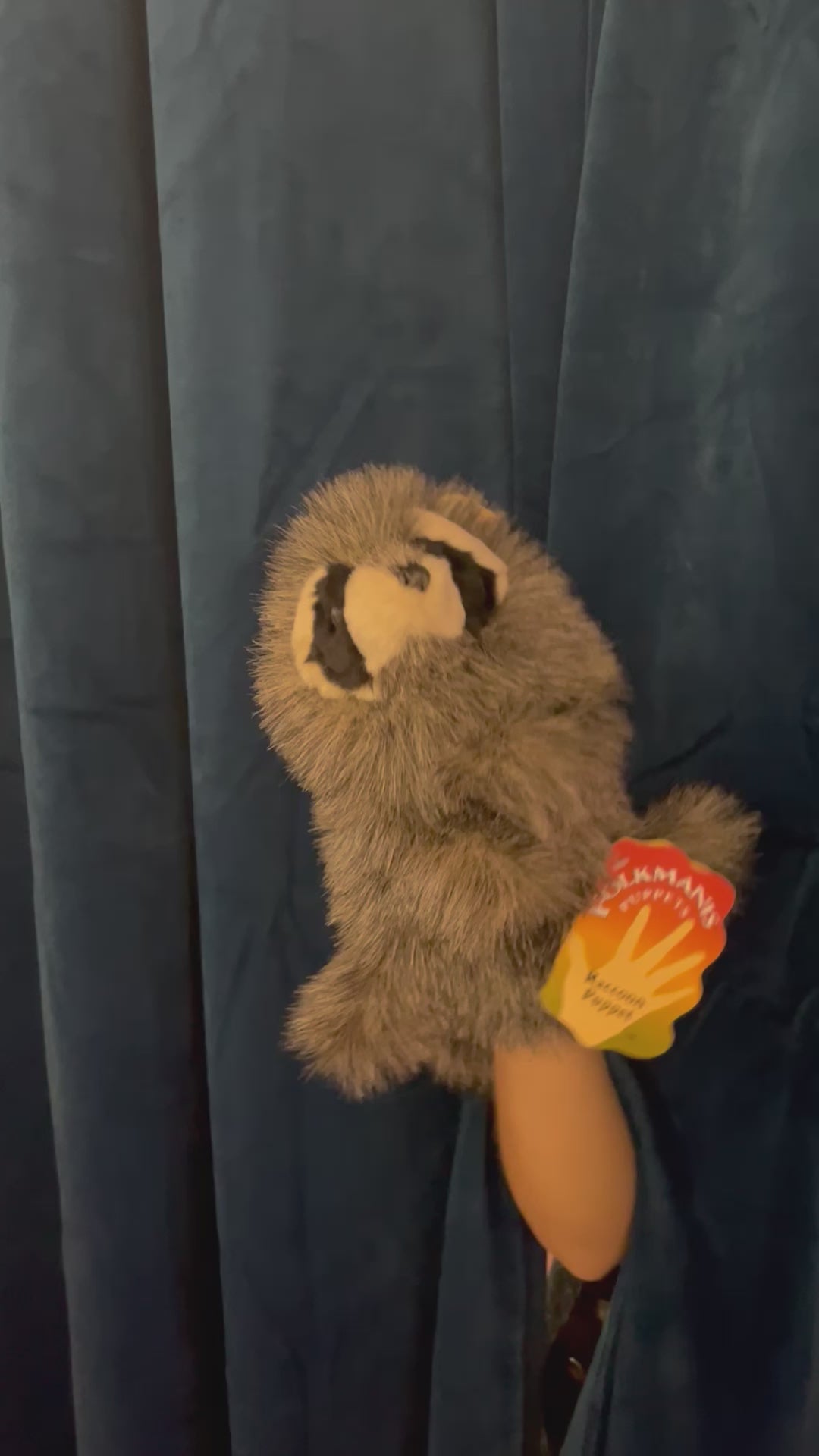 Baby Raccoon