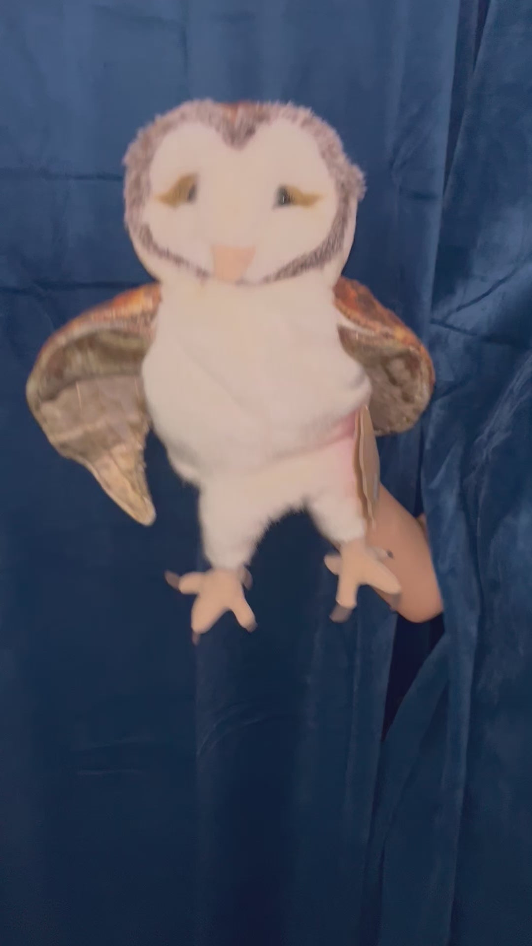 Barn Owl