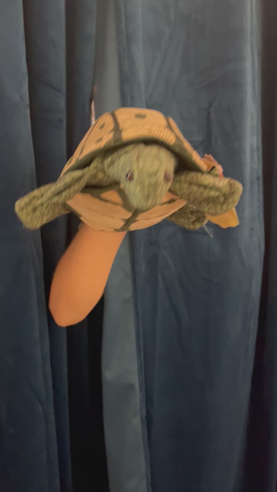 Tortoise