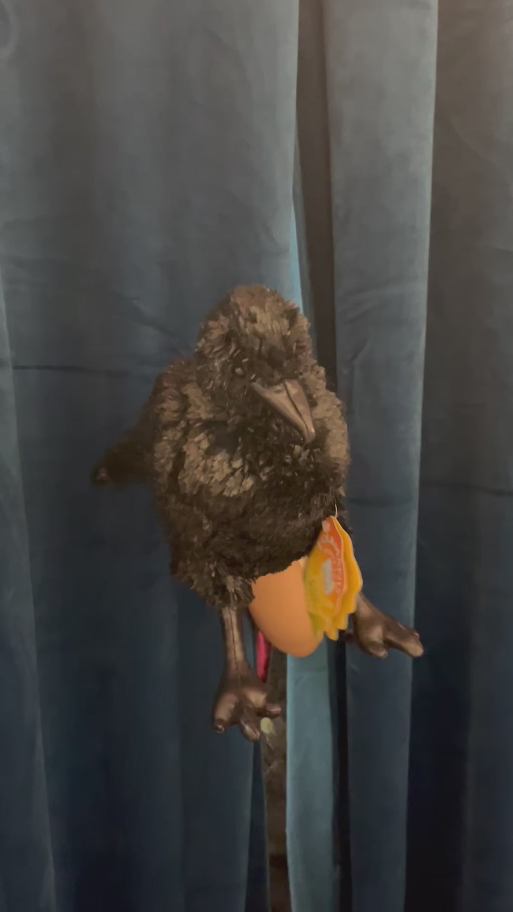 Crow